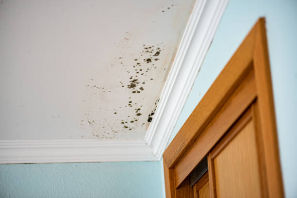 Best Mold Removal Near Me  in Hoxie, KS