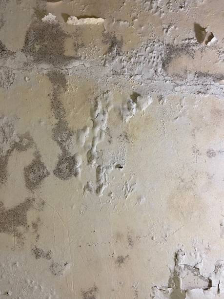 Best Residential Mold Removal  in Hoxie, KS