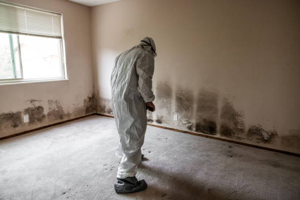 Best Mold Damage Repair  in Hoxie, KS