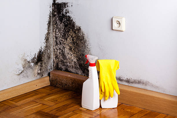 Best Emergency Mold Removal  in Hoxie, KS