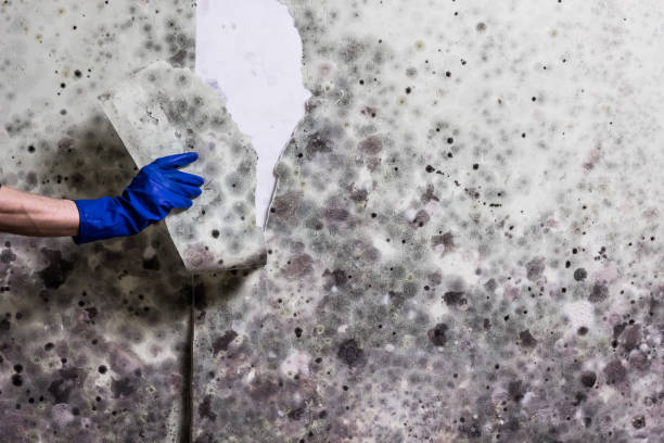 Best Home Mold Removal  in Hoxie, KS